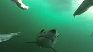 Mako Shark Dinner Time