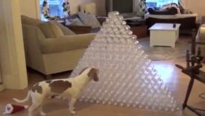 Dog's Best Christmas Present