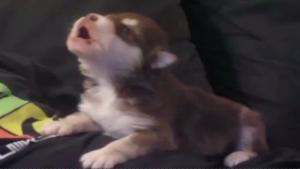 Teaching A Baby Husky To Howl