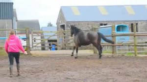 Goodbye Horsey