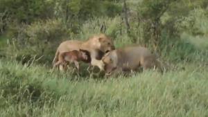 Lion Protects Buffalo Calf