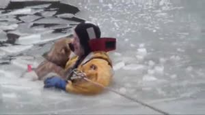 Dog Gets Rescued From Ice