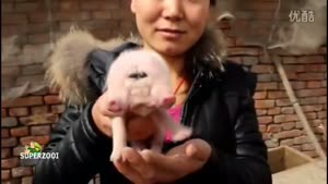 Double Snouted Piglet