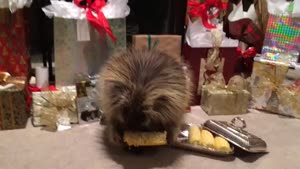 Porcupine Gets Christmas Present