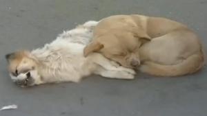 Dog Guards His Dead Buddy