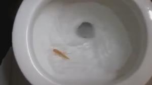 Fish Won't Flush