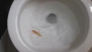 Fish Won't Flush
