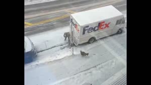 Turkey Chasing FedEx Guy