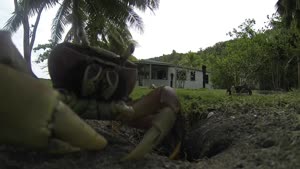 Crab Steals GoPro Camera