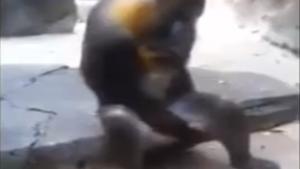 Inappropriate Monkey Gives Show