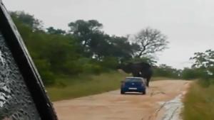 Elephant Attacks Tourists