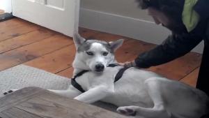 Husky Says NO To Kennel