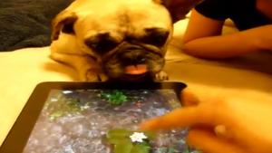 Dog Tries To Drink iPad