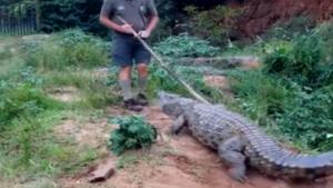 Angry Crocodile Gets Revenge