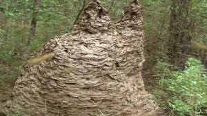 Angry Yellow Jacket Nest