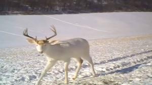 Deer Surprised By Antlers Shedding