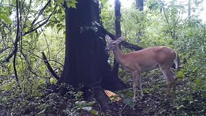 Farting Deer