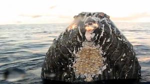 Close Encounter With Humpback Whale