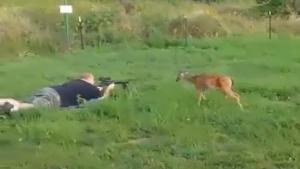 Deer Is Not Afraid Of Bullets