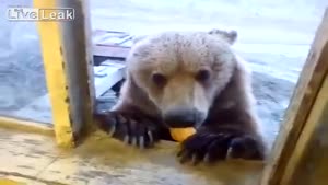 Bear Begging For Treats In Russia