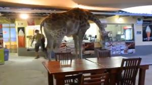 Giraffe Visits Restaurant
