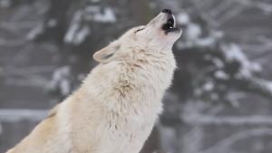 How Wolves Change Rivers