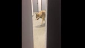 Wolf Wanders Around Hotel In Sochi
