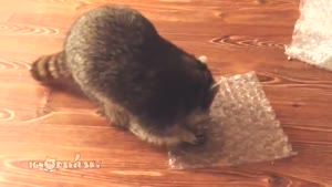 Raccoon Popping Bubble Wrap