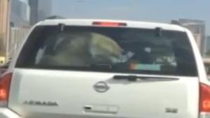 Lion In The Trunk