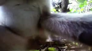 Monkey Steals Camera