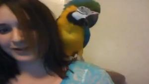 Parrot Grabs Girl