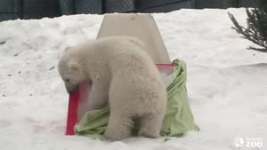 Polar Bear Reveals Name