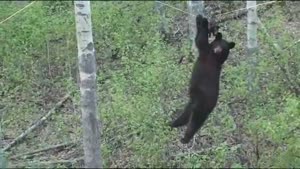 Bear Makes Stupid Mistake