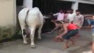 Man Sneaks Up On Bull