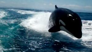 Killer Whales Chasing Speedboat