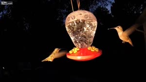 Hummingbirds In Slow Motion