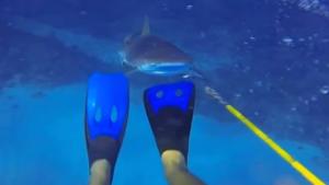 Shark Attacks Diver