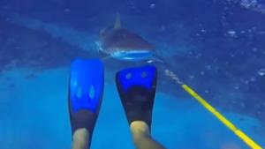 Shark Attacks Diver