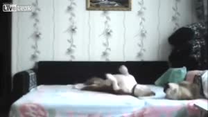 Dog Is Not Allowed On The Bed