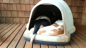 How Many Dogs Fit In One Doghouse