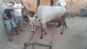 Smart Cow Is Ready For Work