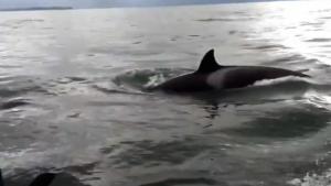 Tourists End Up Between Hunting Orcas