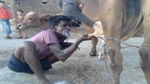 Crazy Indian Guy Drinks From Cow