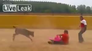 Bull Calf Takes Revenge