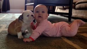 Tiny Bulldog Kissing Baby