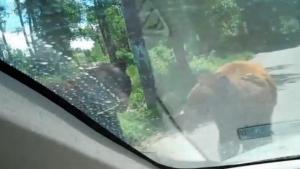 Bear Opens Car Door