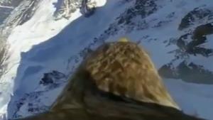 Bird Dash Cam