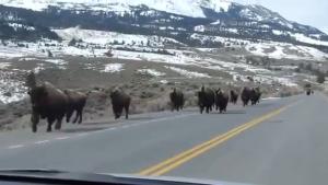Buffaloes Running Away From Something