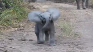 Angry Baby Elephant