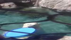 Polar Bear Plays Catch